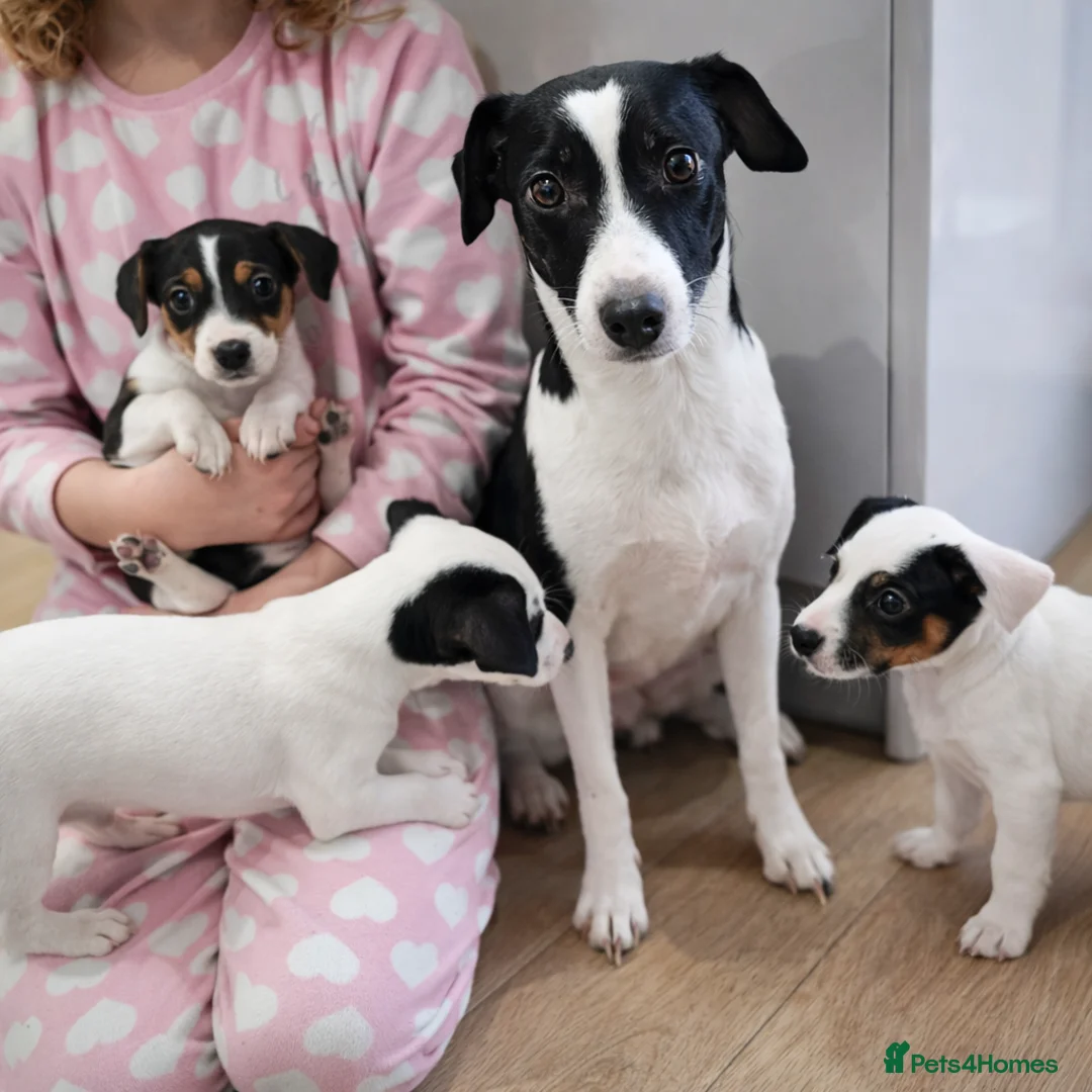 Jack Russell dogs for sale: Beautiful Jack Russell Parson Puppies for Sale 🐶 - Advert 1