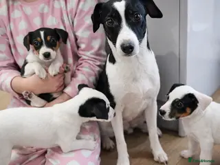 Jack Russell dogs Beautiful Jack Russell Parson Puppies for Sale 🐶 - Advert 18
