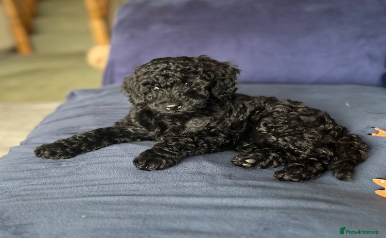 Mixed Breed dogs - Advert 12