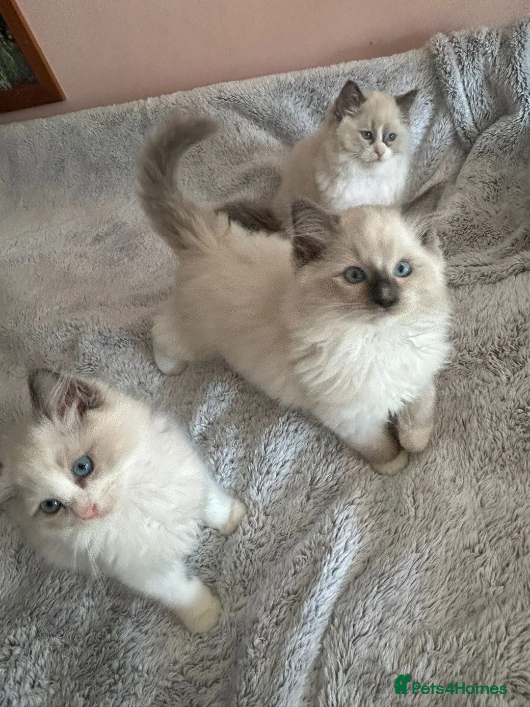 Ragdoll cats for sale: Ragdolls 😸 kittens 😸 looking lovely family - Advert 2