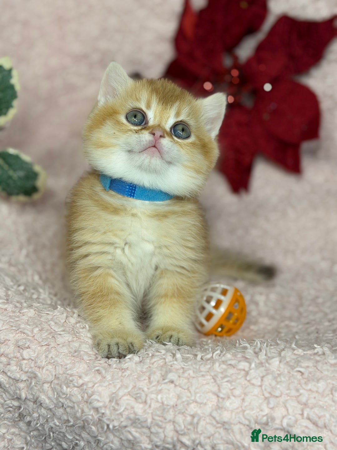 British Shorthair cats for sale: Adorable British shh golden kittens GCCF  - Advert 10