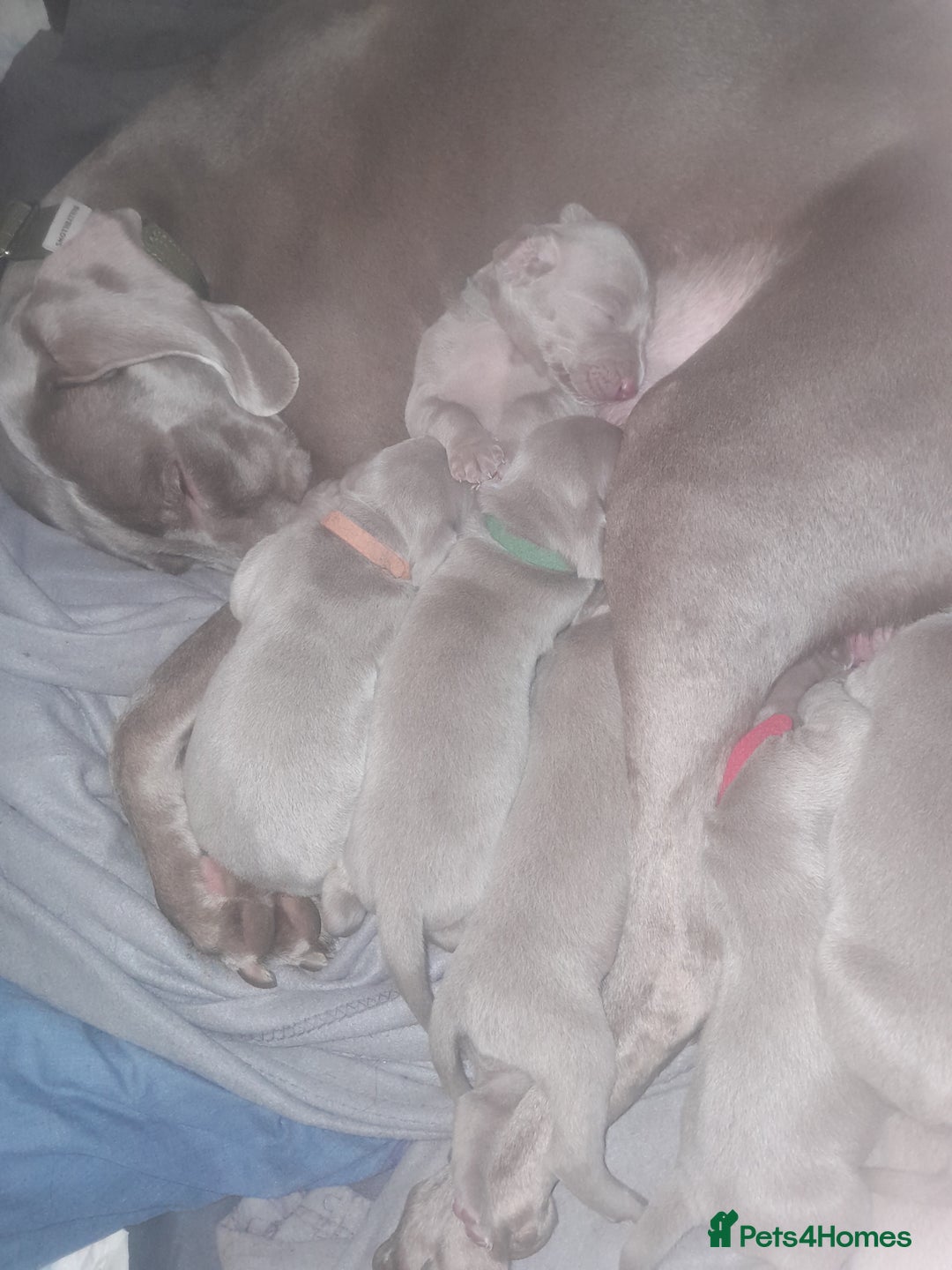 Weimaraner dogs for sale: Weimaraner gunalt champion bloodline KCregistered  - Advert 2