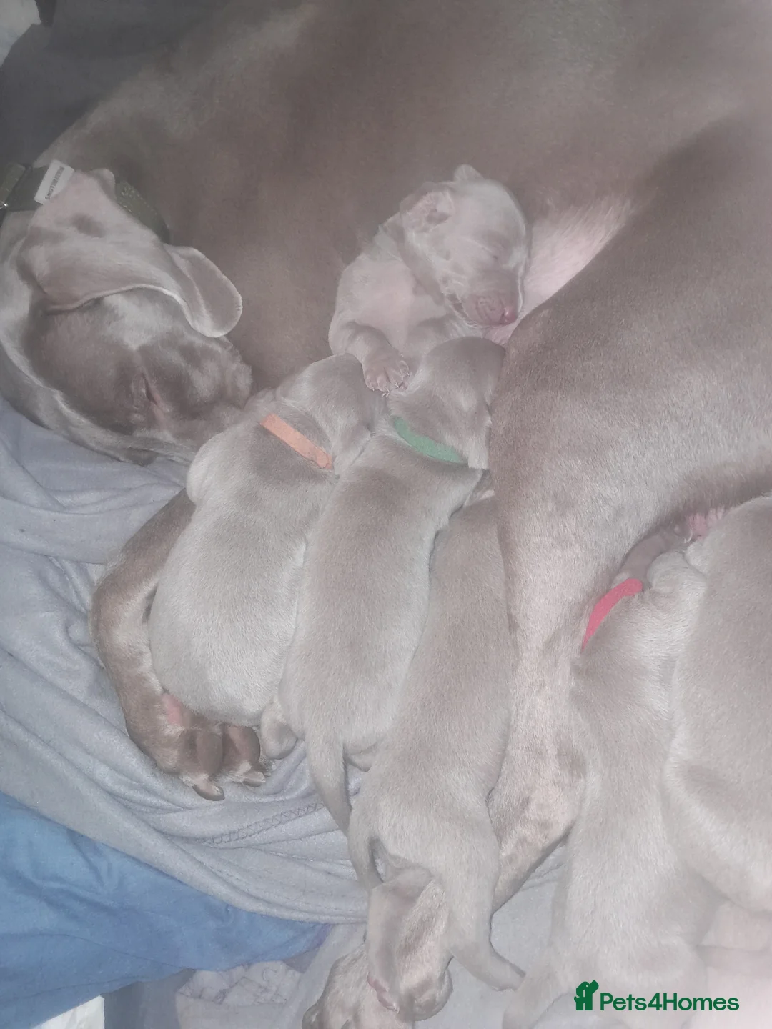 Weimaraner dogs for sale: Weimaraner gunalt champion bloodline KCregistered  - Advert 2
