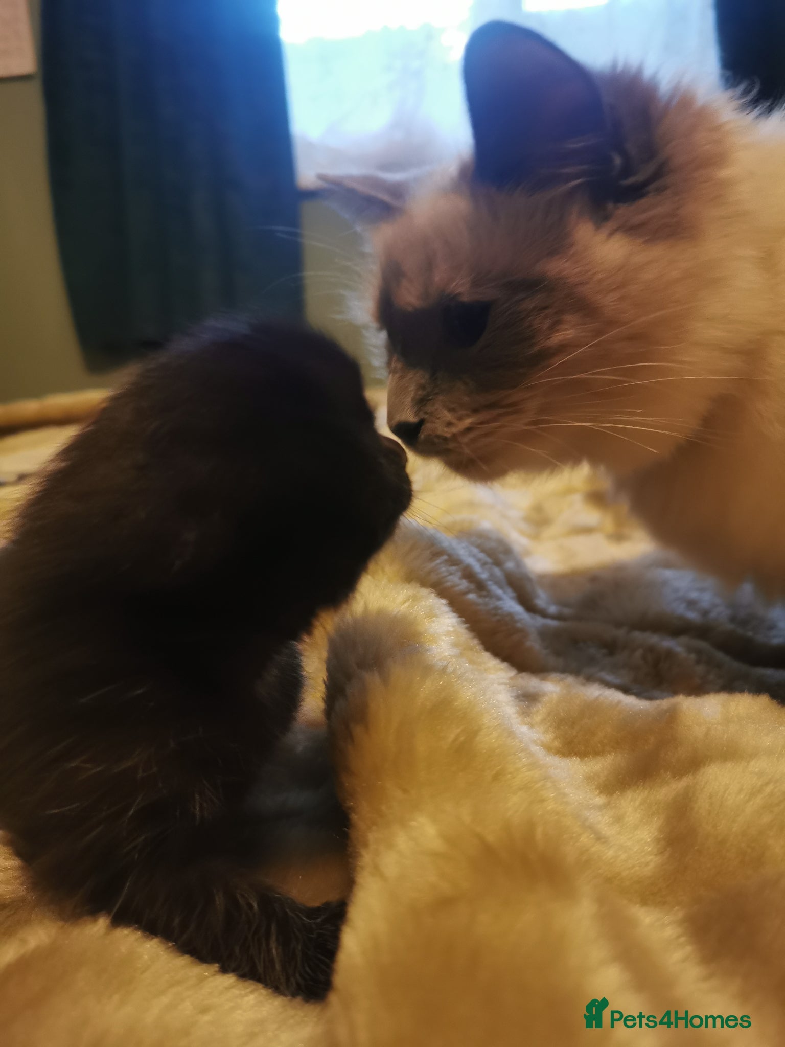 Mixed Breed cats Black adorable kittens - Advert 1