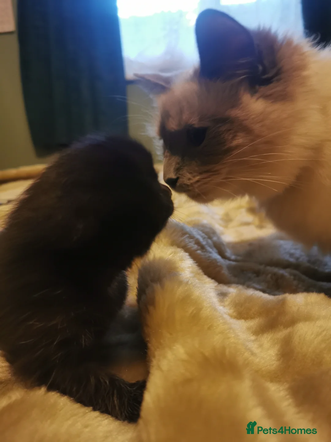 Mixed Breed cats for sale: Black adorable kittens in Brough - Advert 1