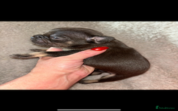 French Bulldog dogs for sale: Stunning french bulldogs  - Image 4