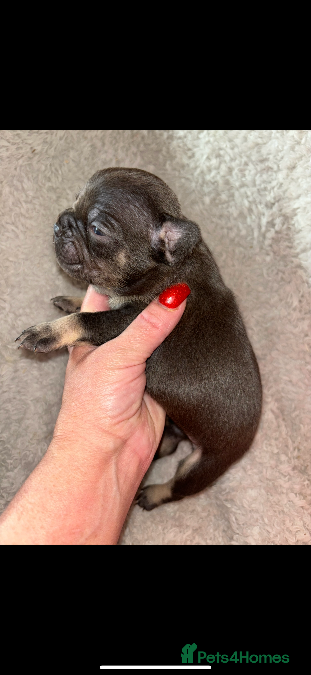 French Bulldog dogs for sale: Stunning french bulldogs  - Image 4