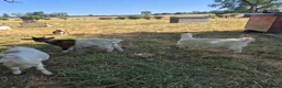 Goats livestock for sale: Pygmy goats  - Advert 4