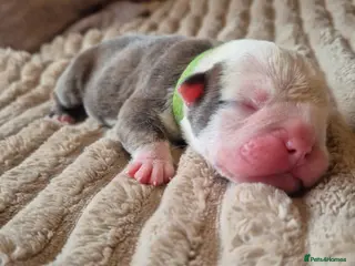 Olde English Bulldogge dogs Stunning litter of Olde English Bulldog puppies - Advert 2