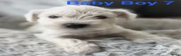 Miniature Schnauzer dogs for sale: Stunning Miniature Schnauzer Puppies - Advert 17