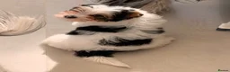 Biewer Terrier dogs for sale: Rare Larger Biewer Terrier Puppies - Advert 14