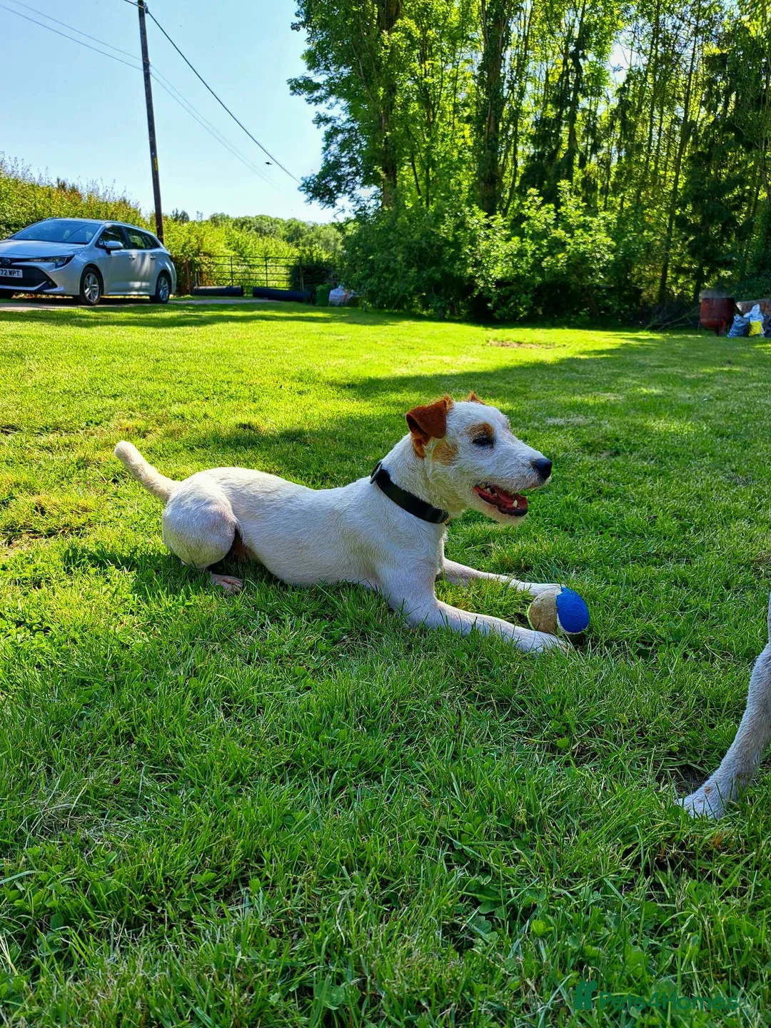 Jack Russell dogs for stud: Old style Russel at stud in Newark - Advert 5