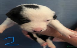 Border Collie dogs for sale: Border Collie Puppies - Image 5