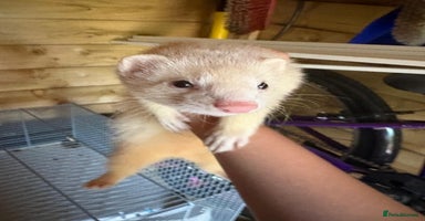 Ferret rodents - Advert 14