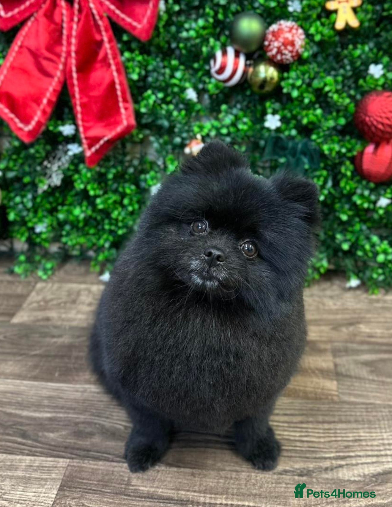 Pomeranian dogs Extra small beautiful Pomeranian  - Advert 1