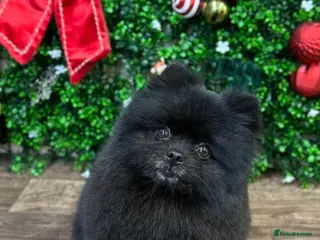 Pomeranian dogs Extra small beautiful Pomeranian - Advert 1