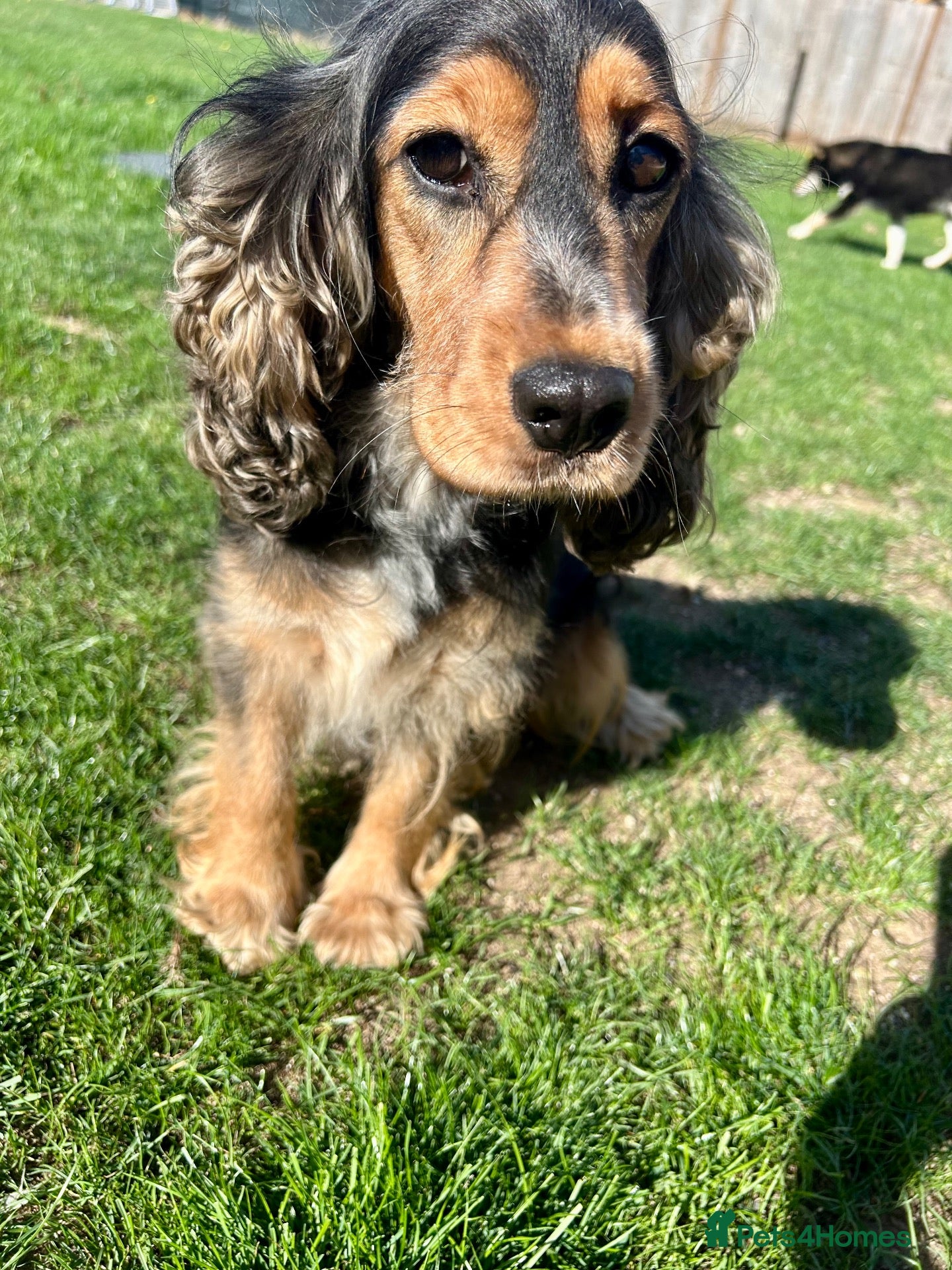 Cocker Spaniel dogs Beautiful adult female  - Advert 2