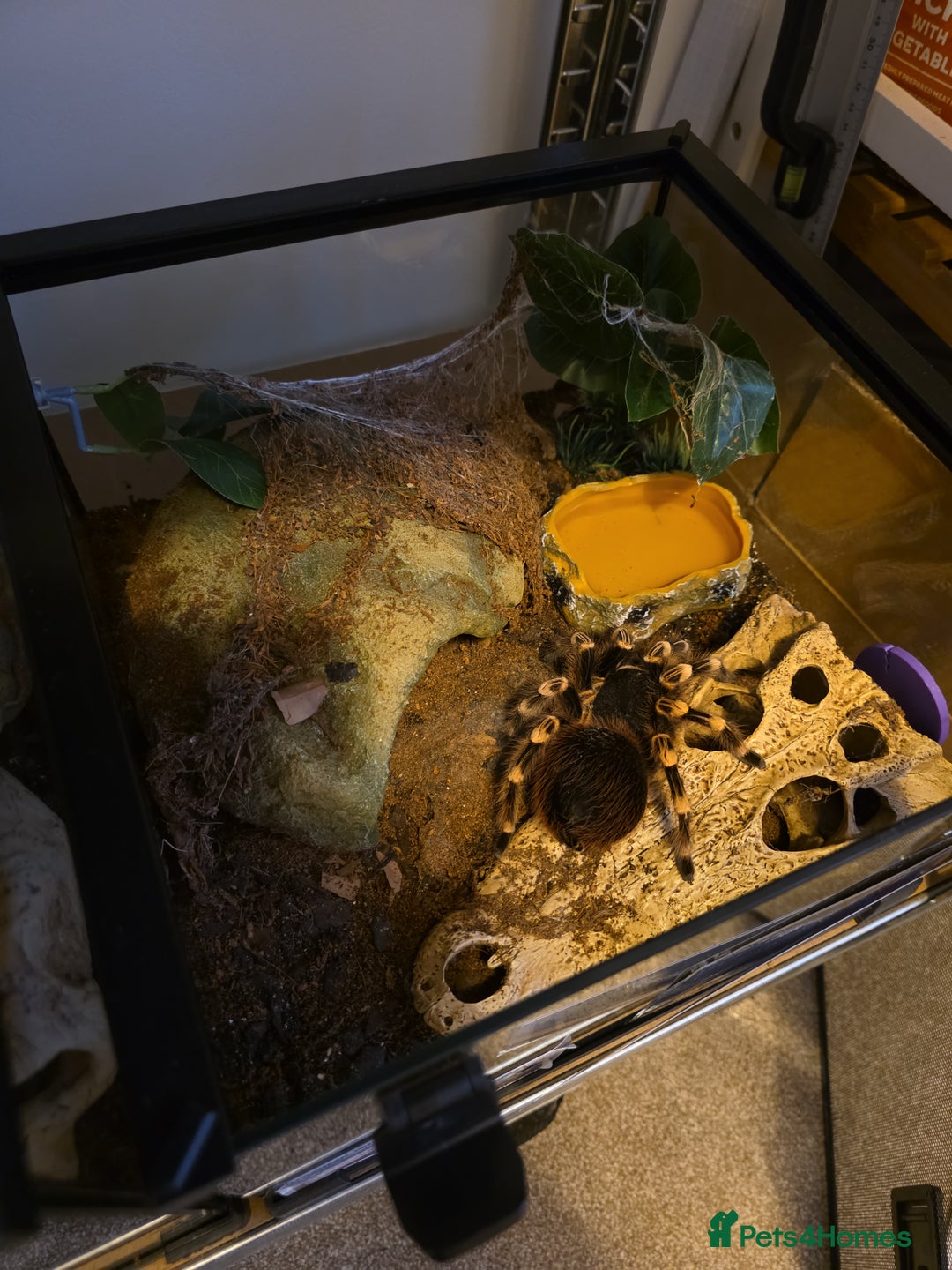 Tarantulas invertebrates for sale: Acanthoscurria geniculata fully grown adult female - Advert 2