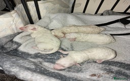 Poochon dogs for sale: Poochon puppies  - Advert 3