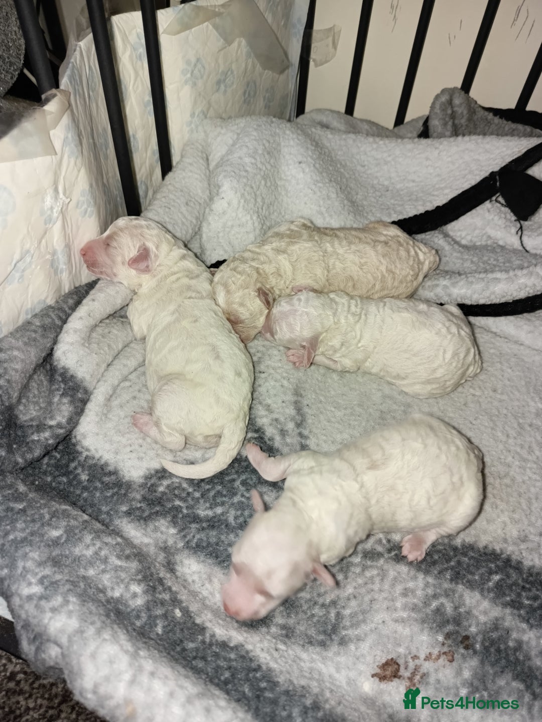 Poochon dogs for sale: Poochon puppies  - Advert 3