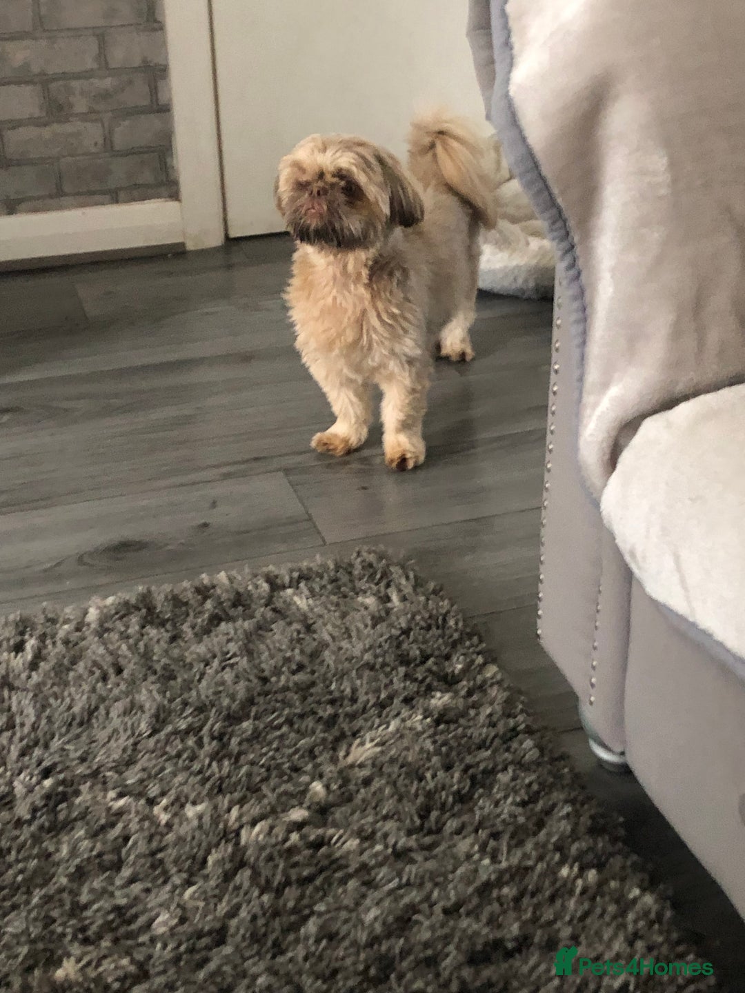 Shih Tzu dogs for sale: Imperial Shih tzu  - Image 7