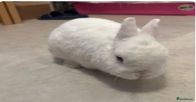 Netherland Dwarf rabbits - Advert 4