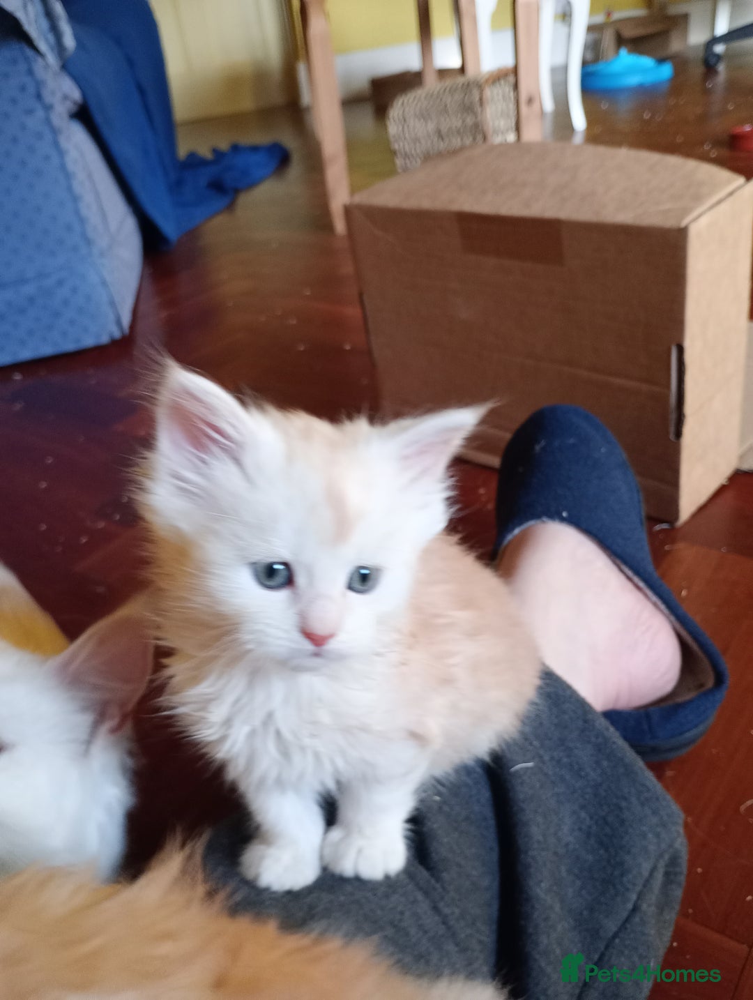 Maine Coon cats for sale: Maine coon kittens - Advert 7