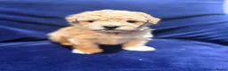 Poochon dogs for sale: Toy poodle/bichon - Advert 5