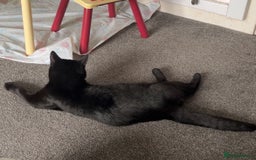 British Longhair cats for sale: Seb- British shorthair - Image 4