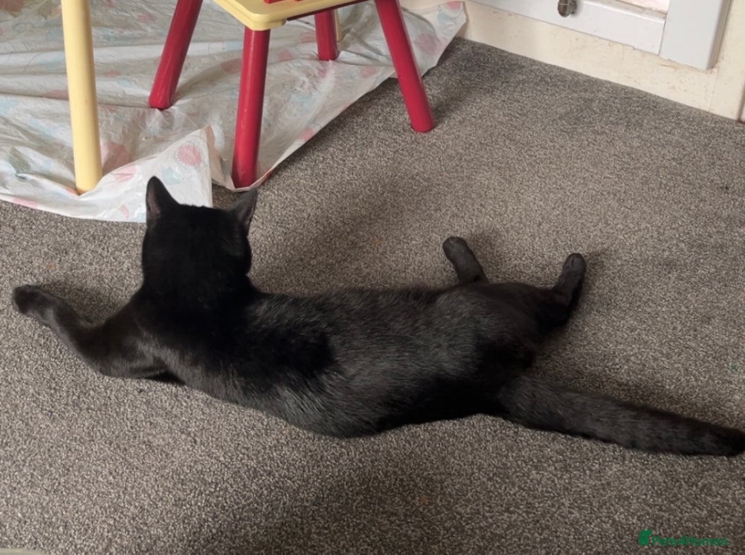 British Longhair cats for sale: Seb- British shorthair - Image 4