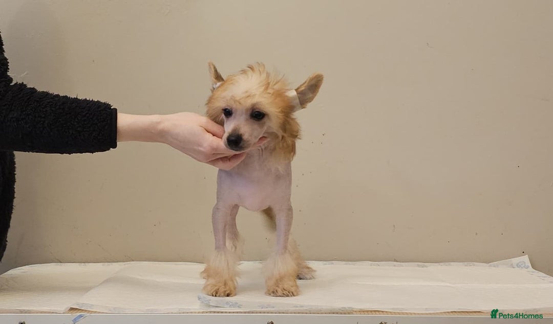 Chinese Crested dogs for sale: February litter- waiting list open  - Advert 3