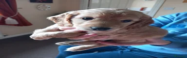 Cockapoo Puppy 1