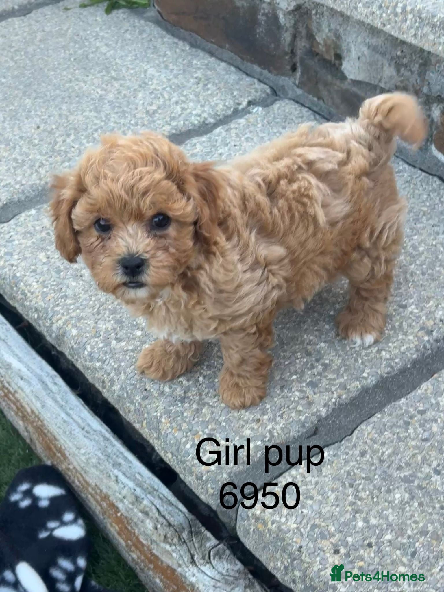 Cavapoochon dogs Adorable Cavapochon pups - Advert 1