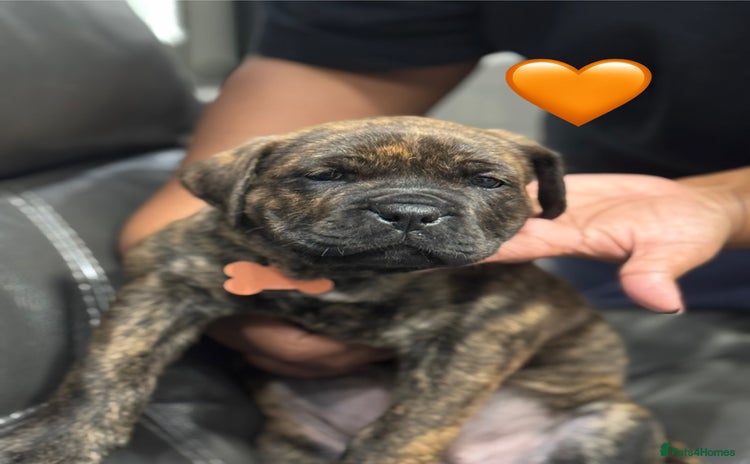 Cane Corso dogs - Advert 2