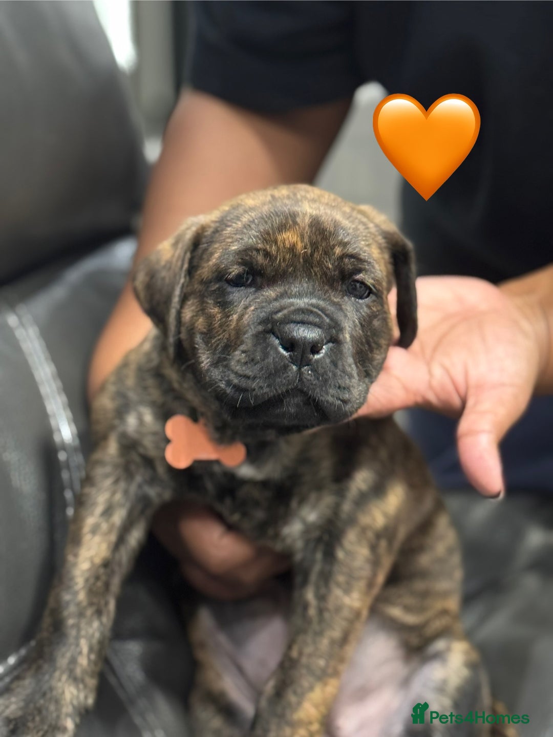 Brindle Cane Corso Puppies for sale Pets4Homes