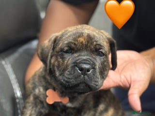 Cane Corso dogs - Advert 2