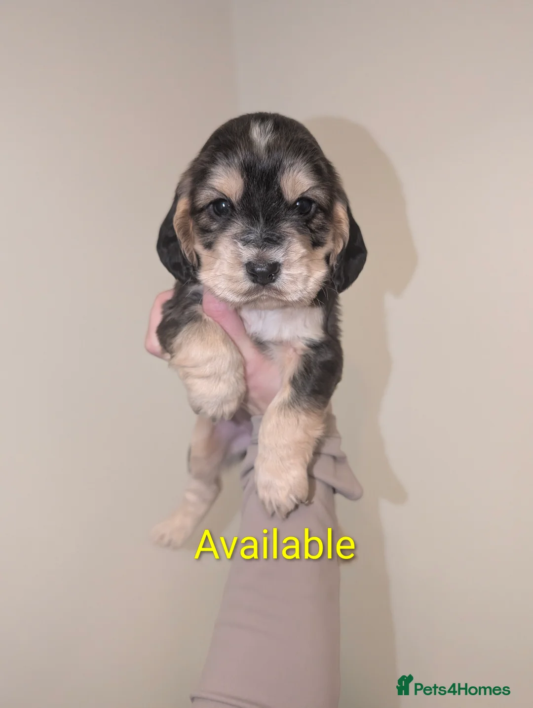 Cocker Spaniel dogs for sale: ❌❌Gorgeous cocker spaniel puppies! - Advert 2
