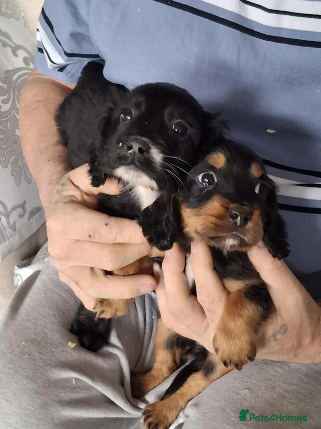 Cocker Spaniel dogs for sale: A beautiful litter of cocker spaniels  - Advert 13