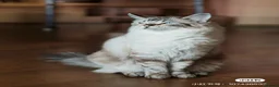 Ragdoll cats for sale: Purebred Ragdoll Kittens in Cardiff - Advert 4
