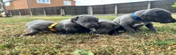 Whippet dogs for sale: KC Registered Blue Whippet Puppies in Doncaster - Advert 14