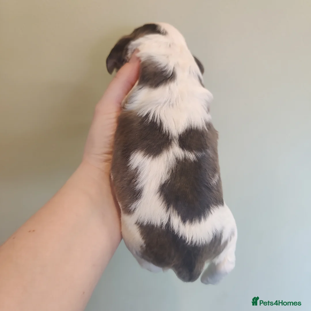 Cocker Spaniel dogs for sale: KC Registered Show Type Cocker Spaniels  - Advert 12