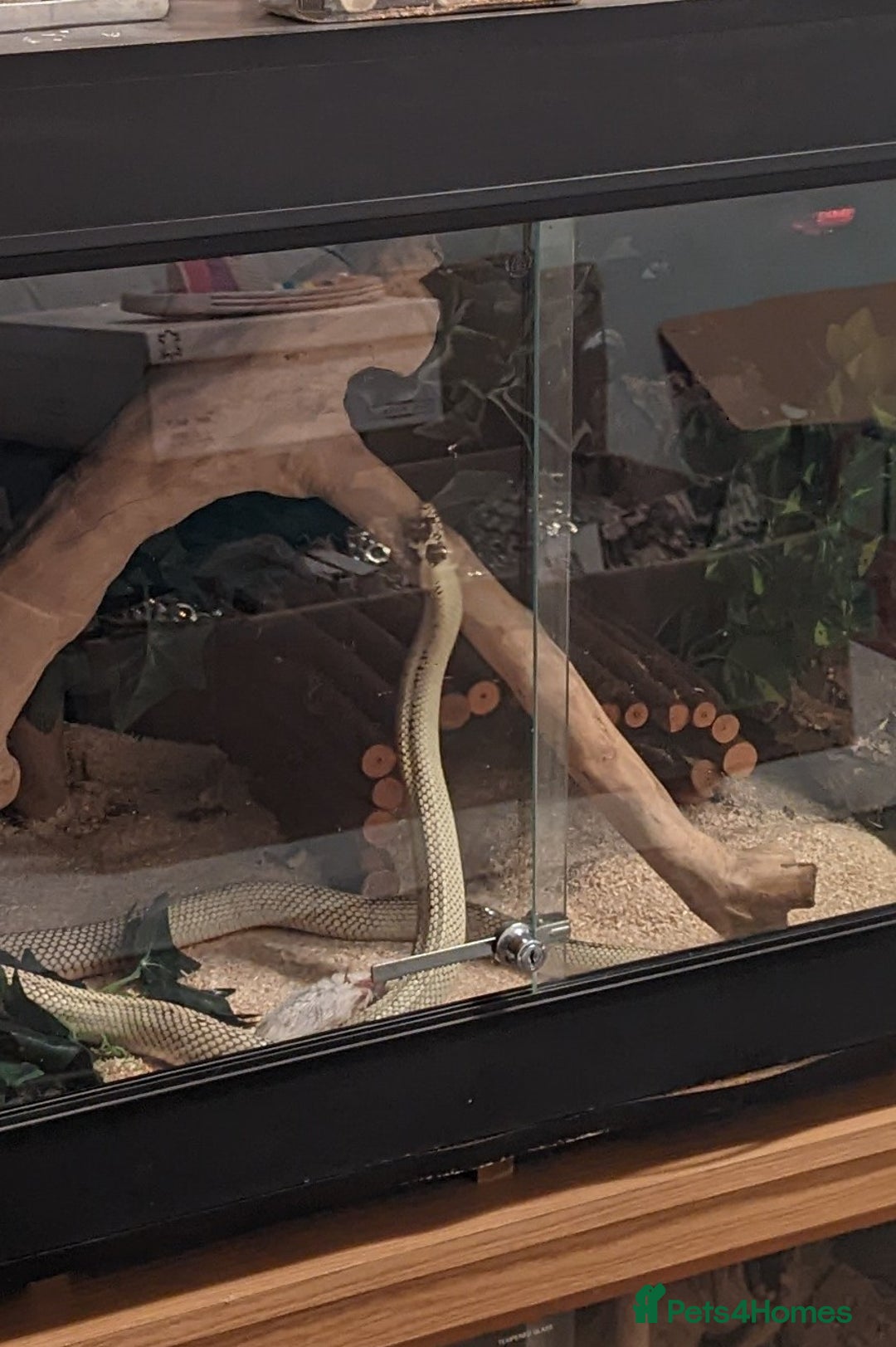 King Snake reptiles for sale: California King Snake - Image 3
