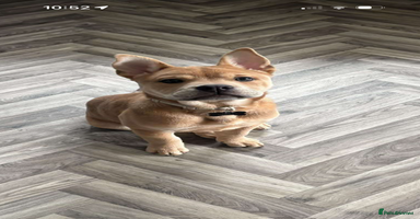 Mixed Breed dogs - Advert 8