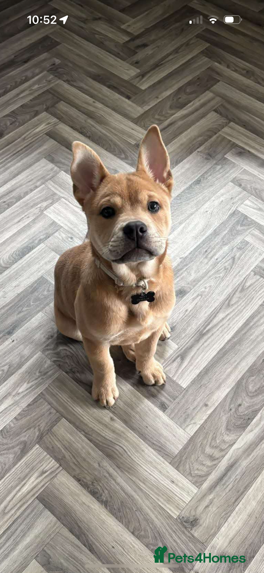 Mixed Breed dogs for sale: Gorgeous chow chow + English Bulldog Female Mix - Image 2