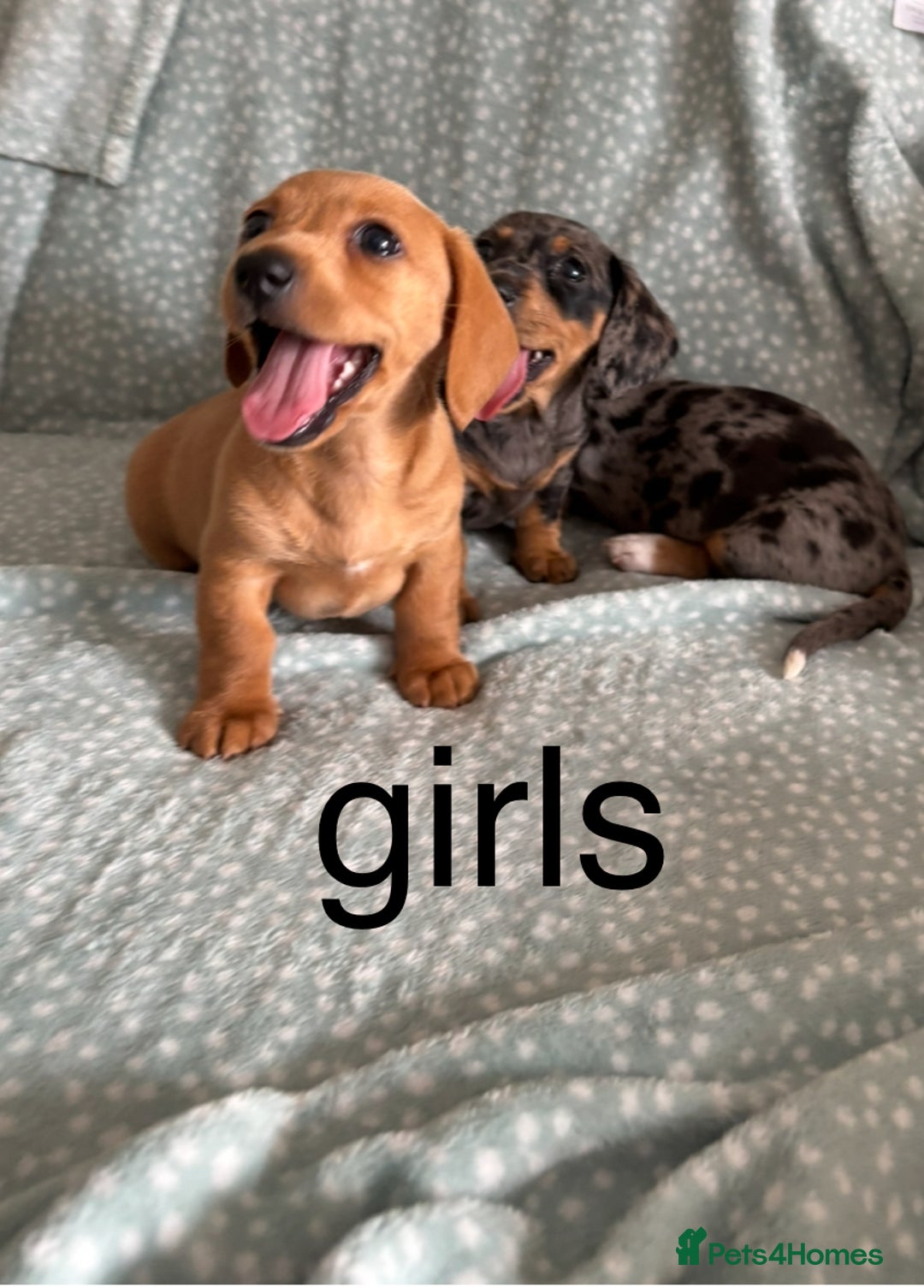 Miniature Dachshund dogs for sale: 5 beautiful miniature dachshunds for sale - Image 2