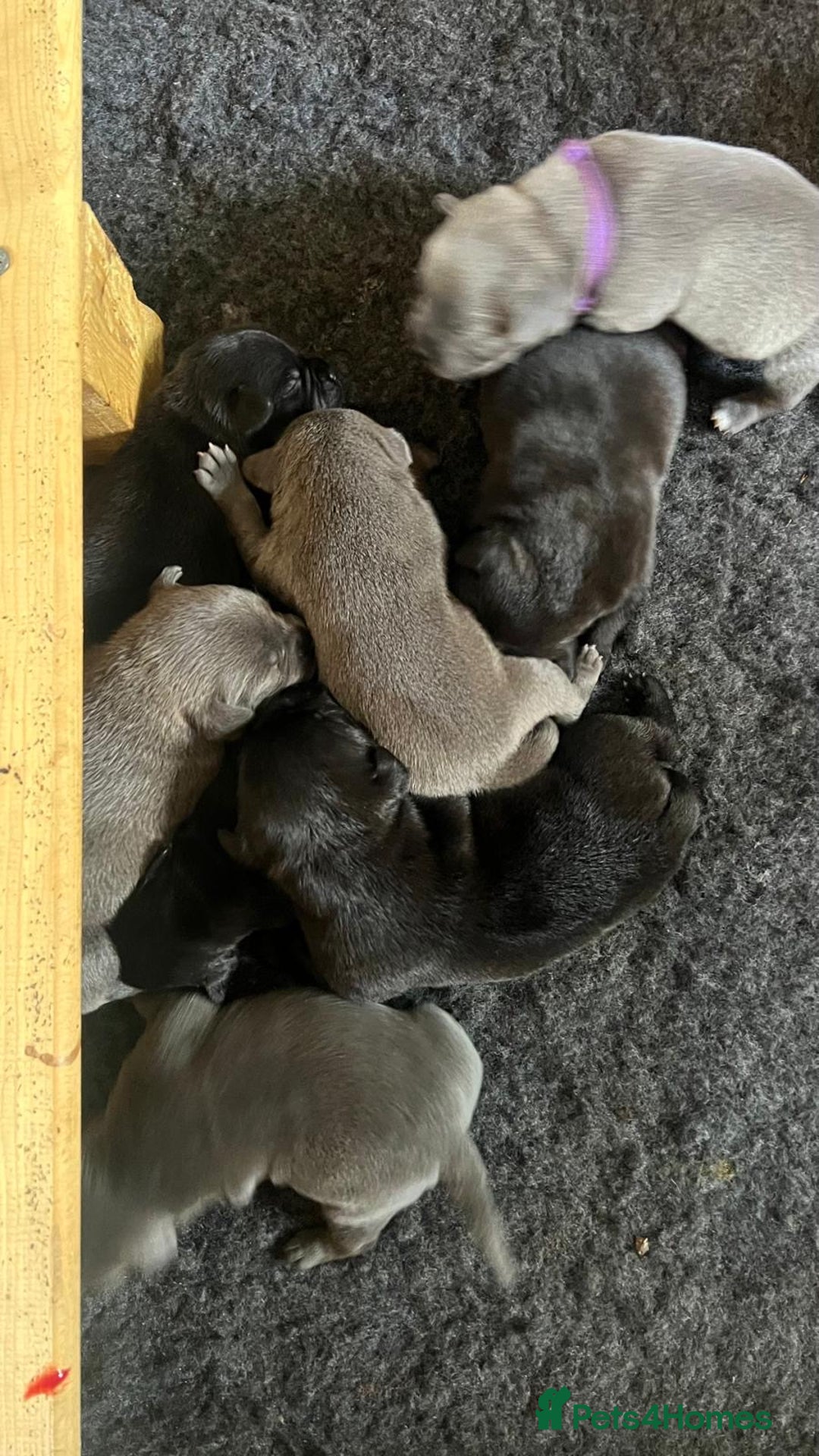 Staffordshire Bull Terrier dogs for sale: High Quality Blue & Black Staffy Puppies - Image 6