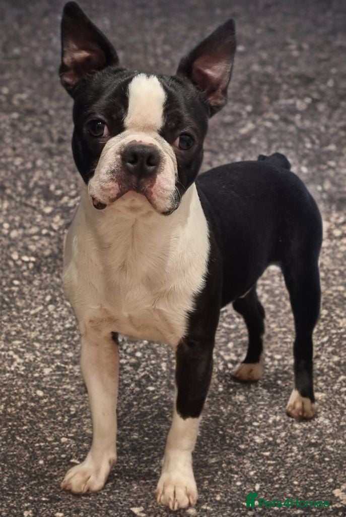Boston Terrier dogs Classic Boston Terrier - Advert 7