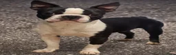 Boston Terrier dogs for stud: Classic Boston Terrier - Advert 1