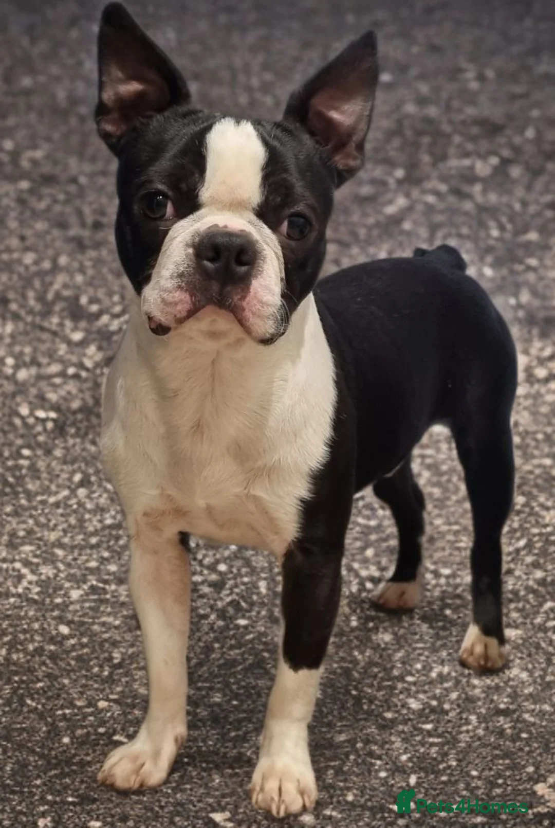 Boston Terrier dogs for stud: Classic Boston Terrier - Advert 1