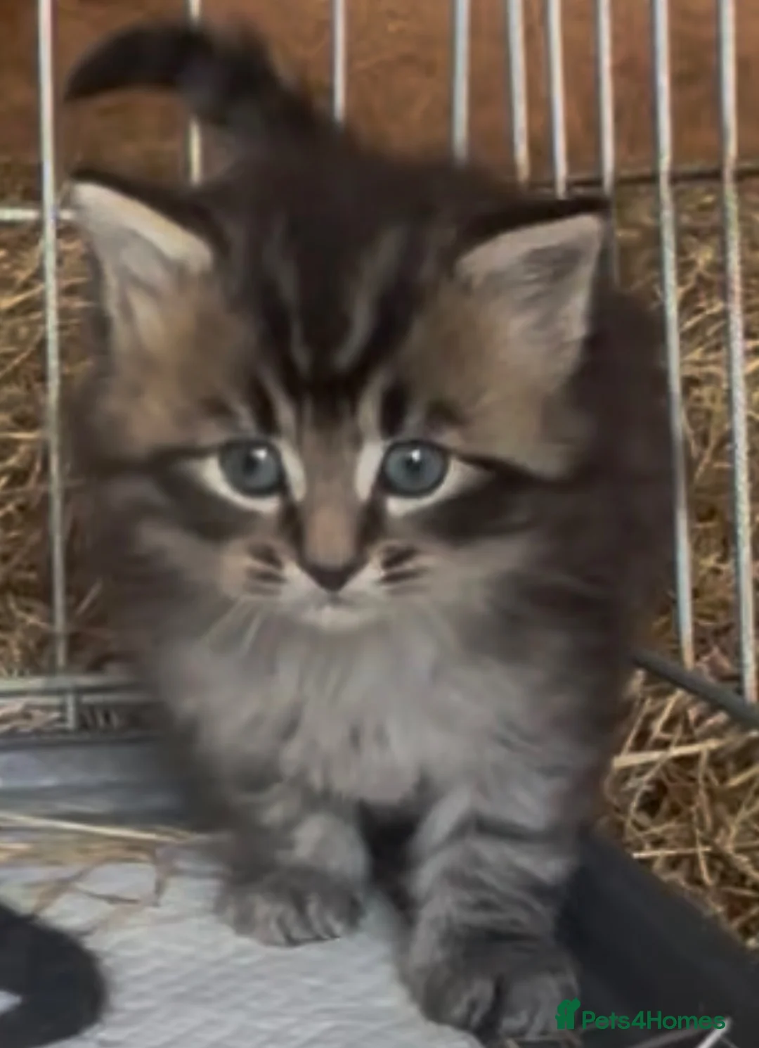 Mixed Breed cats for sale: Beautiful fluffy Kittens - Advert 2